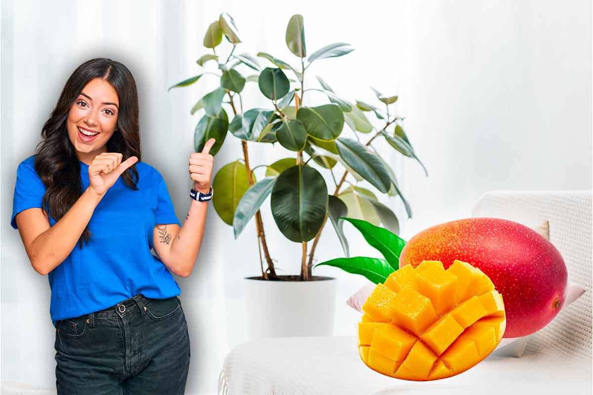 come coltivare mango in casa_