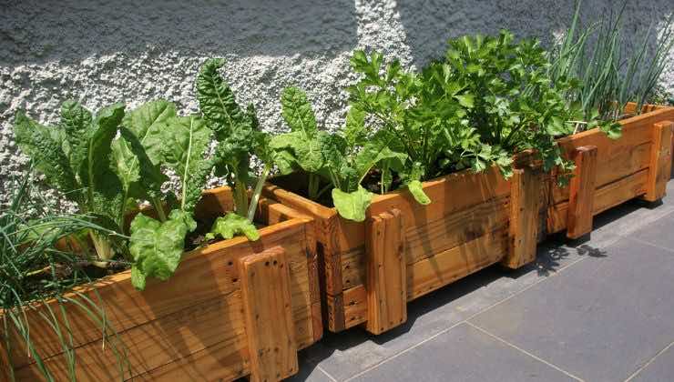 coltivare sul balcone di casa