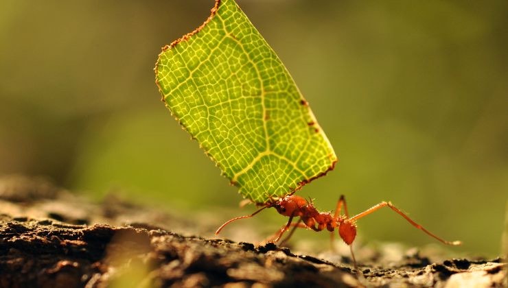 i nemici delle piante