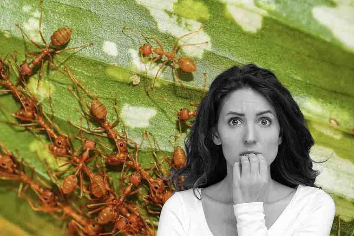 i nemici delle piante