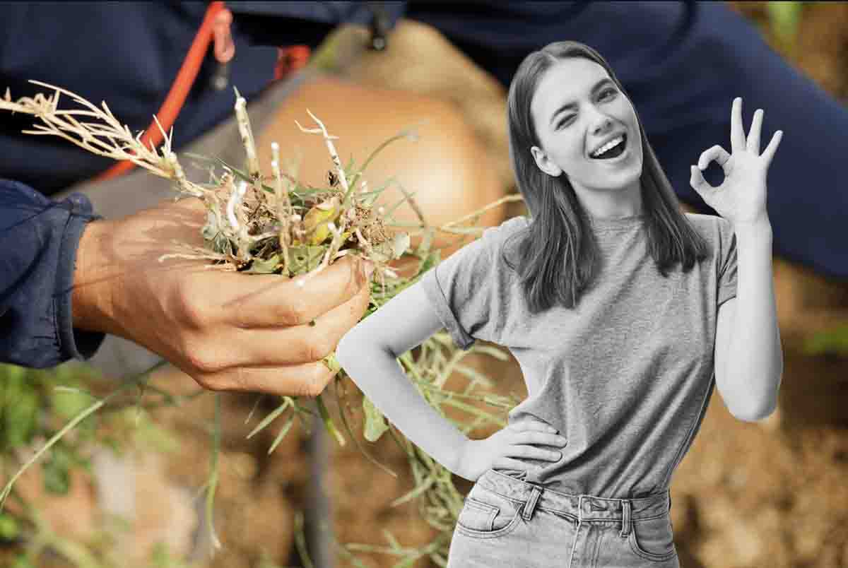 Come eliminare le erbacce dal giardino e dal balcone
