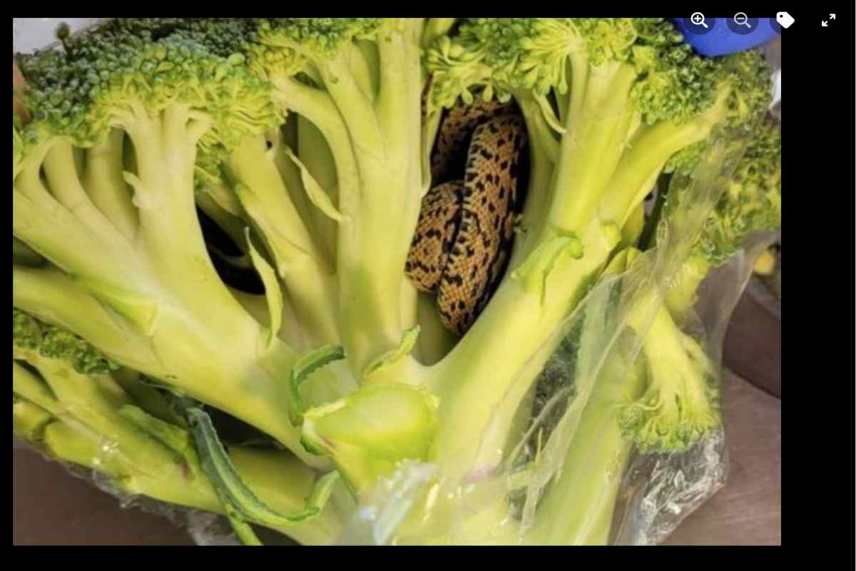 Serpente nei broccoli