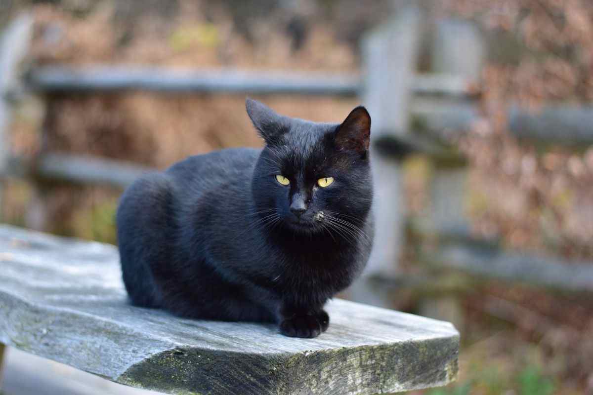 gatto nero sfortuna credenza