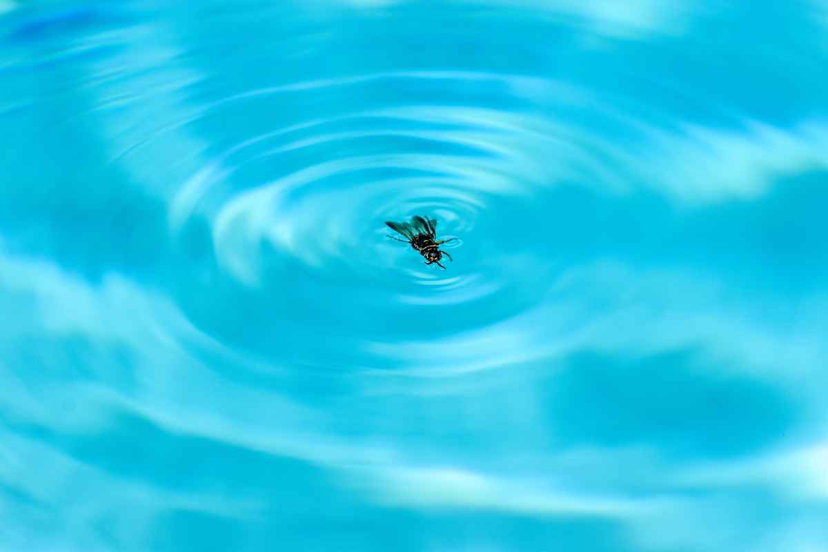 Insetti in piscina come toglierli