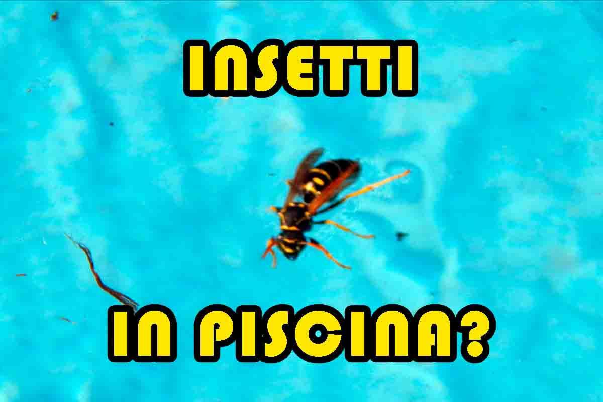 Come tenere gli insetti lontani dalla tua piscina di casa