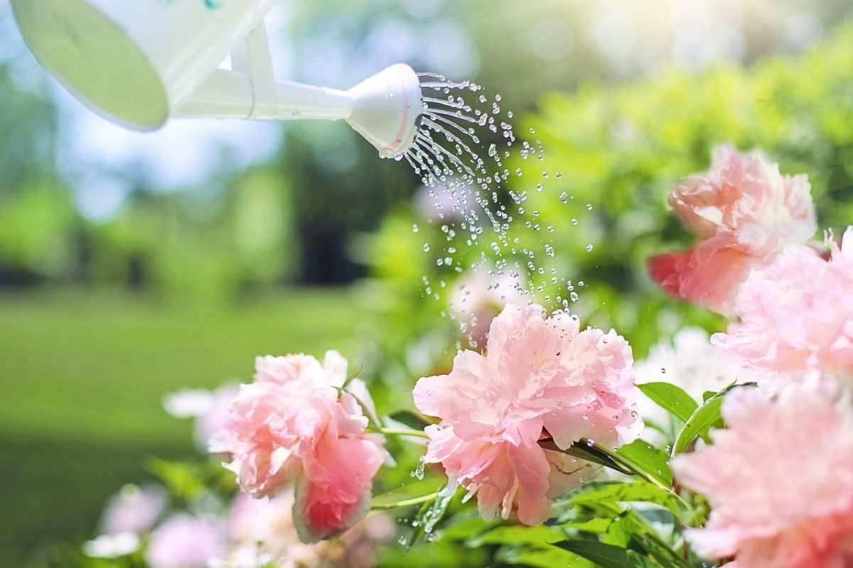 annaffiare piante estate quanta acqua orario giusto