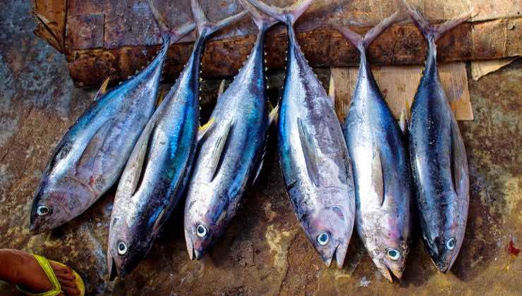 allarme sul pesce decongelato