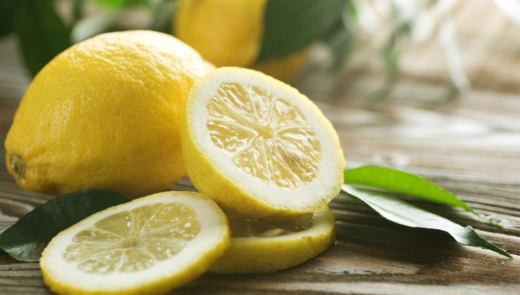 piantina di limone