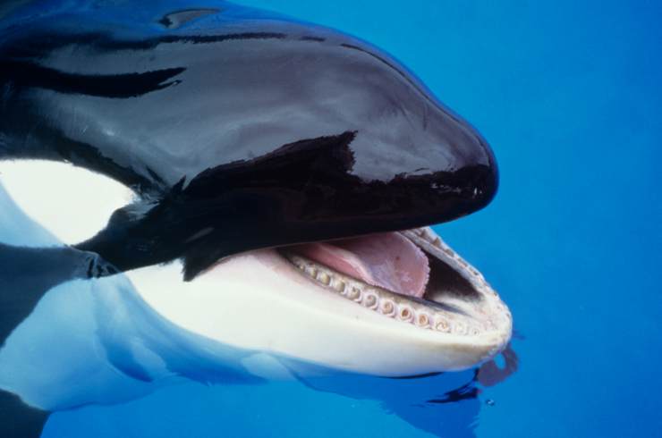orca assassina