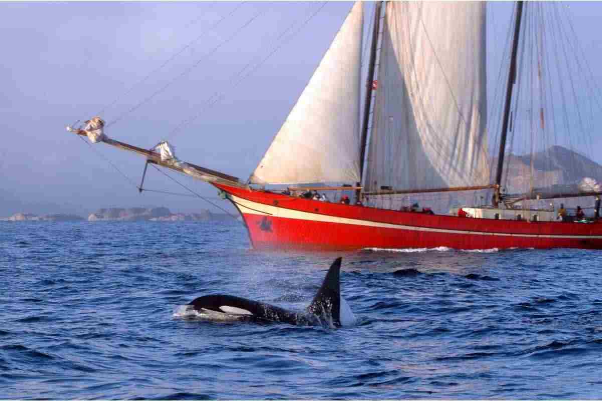 orca attacco