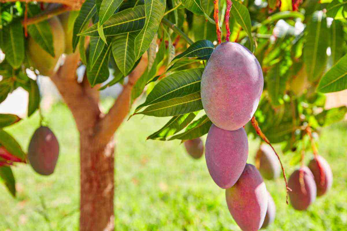pianta di mango