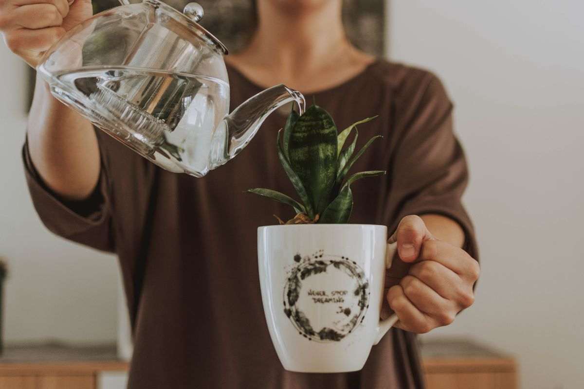 piantina in tazza