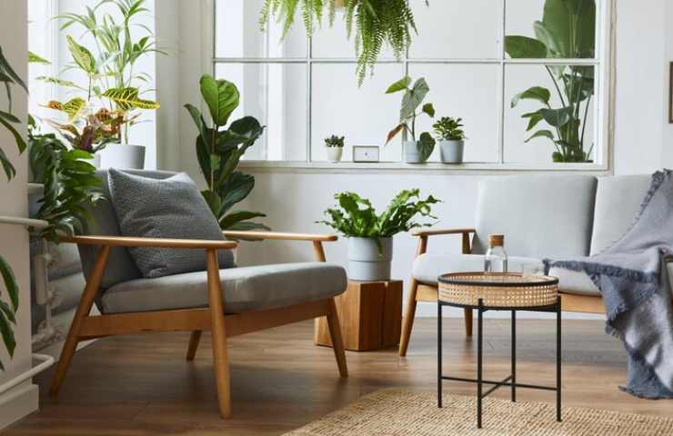 piante più vigorose: ecco come