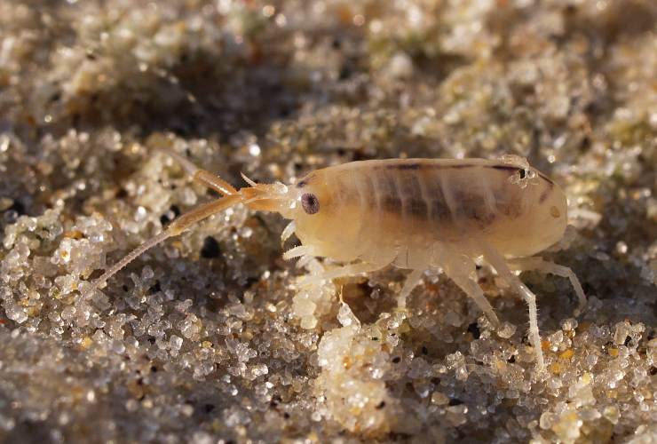 Puntura insetto in spiaggia