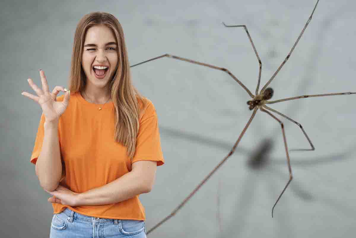 repellente ragni