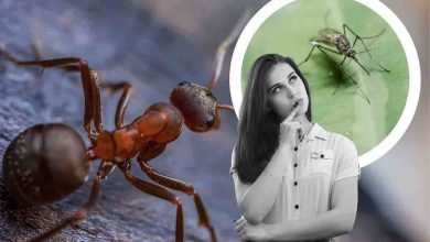 repellenti scarafaggi e mosche