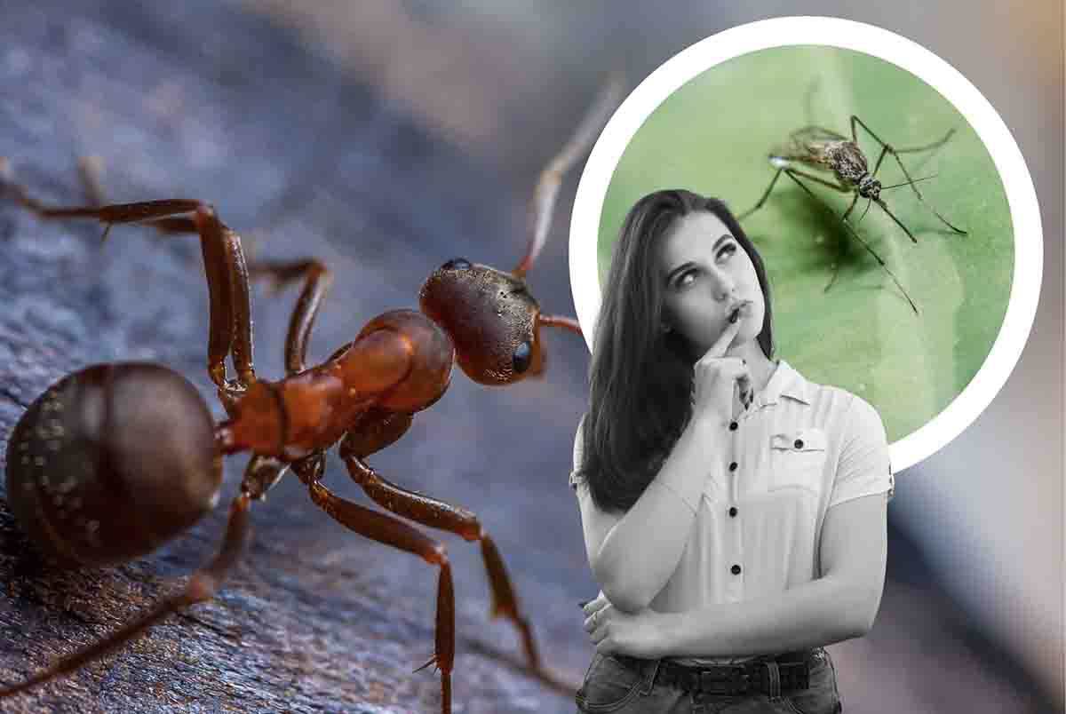 repellenti scarafaggi e mosche