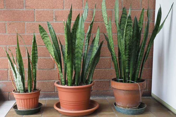 Sansevieria