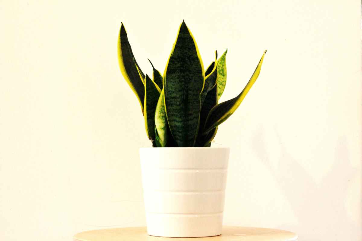 perché la sansevieria è necessaria in casa