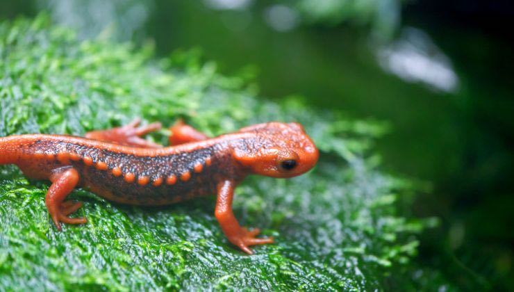 nuova specie di rettili scoperta