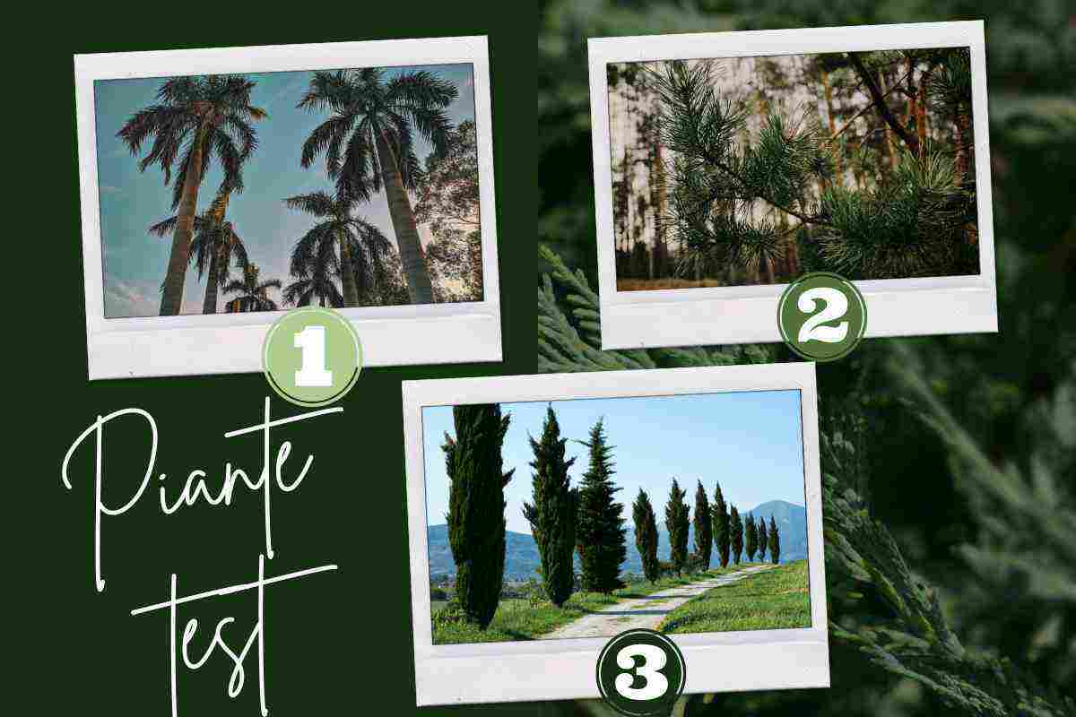 Test dell’albero