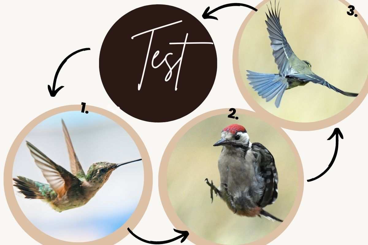 Test uccelli