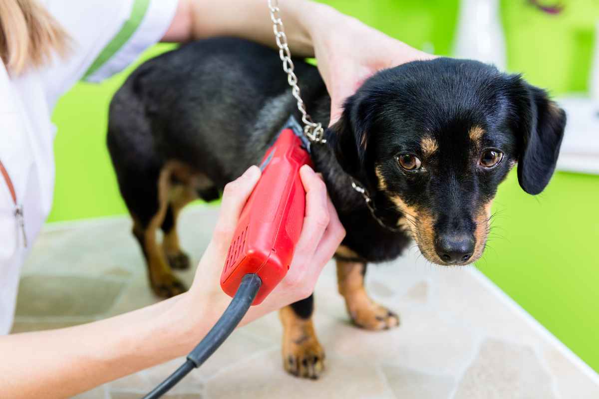 perché non bisogna tosare il cane in estate