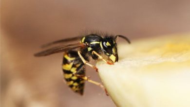 rimedi contro api e vespe