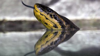 vicenda anaconda cane