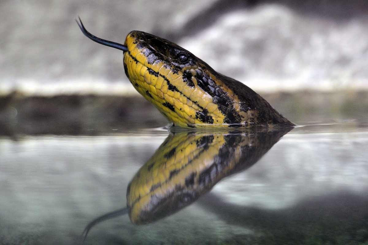 vicenda anaconda cane