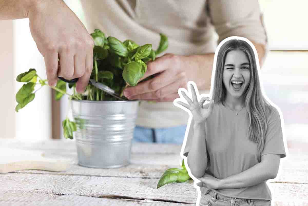 come evitare buchi sulle foglie di basilico