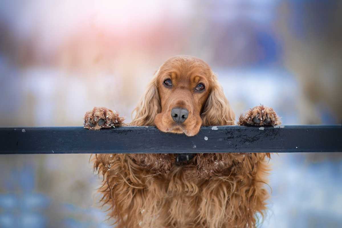 Il ladro di merendine è un cagnolino