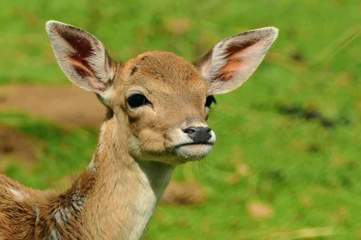 Cerbiatto salvato dalla stretta di un pitone
