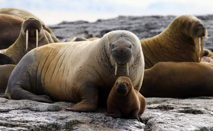 Un cucciolo di tricheco ha bisogno di coccole