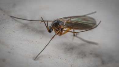 Come tenere i moscerini lontani