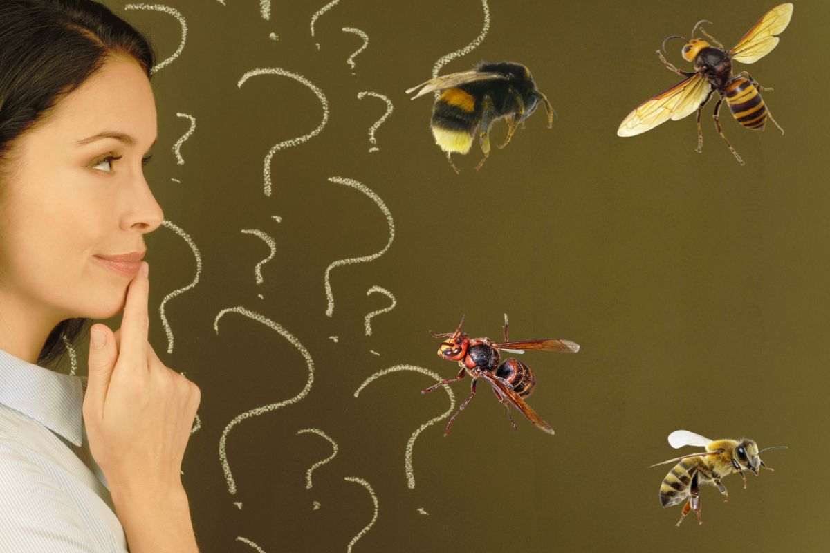 differenze tra ape bombo vespa calabrone