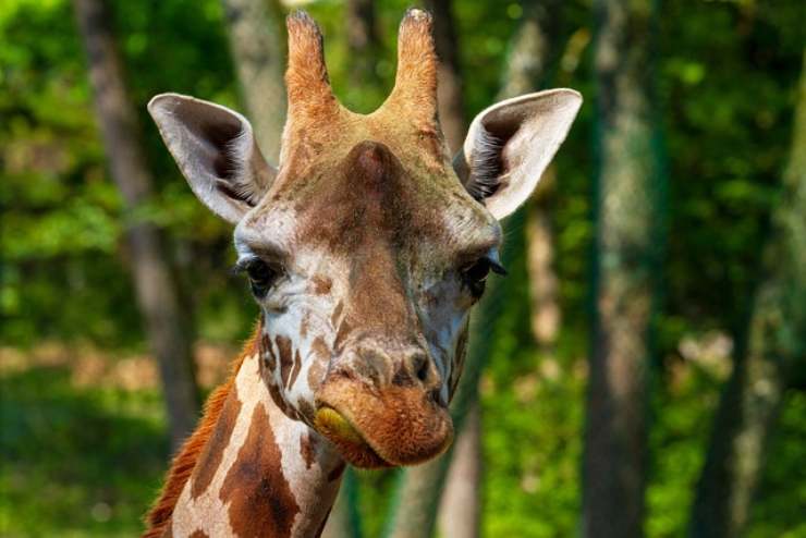 Come mai questa giraffa è nata senza macchie?
