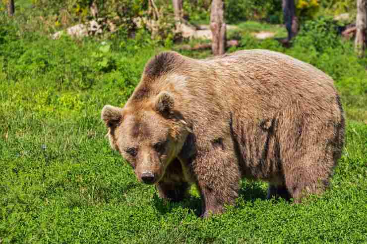 Cosa fare se si incontra un orso