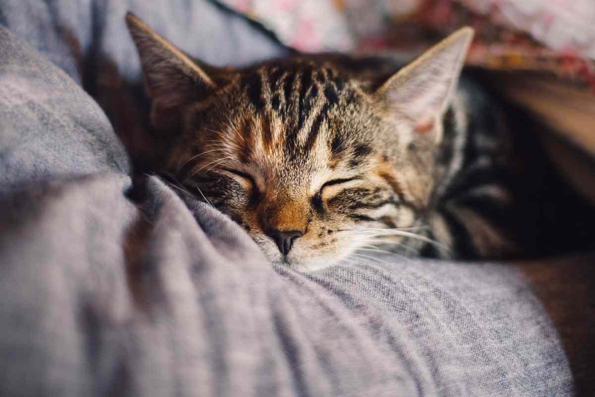 I cat sitter guadagnano dai 15 ai 25 euro al giorni