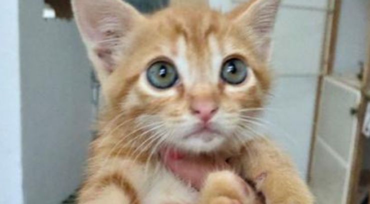 Gatto rosso abbandonato