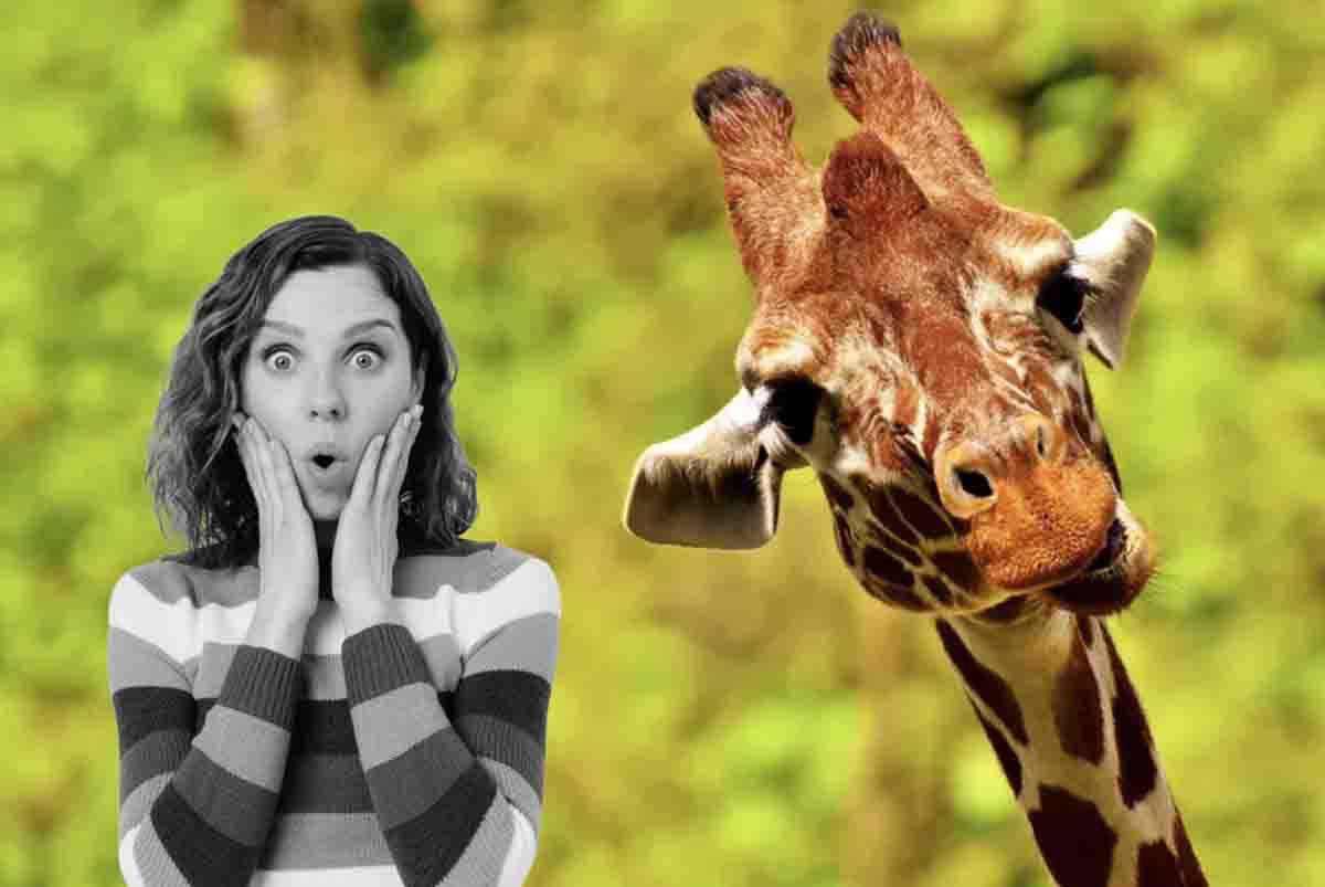Una giraffa con un manto non maculato
