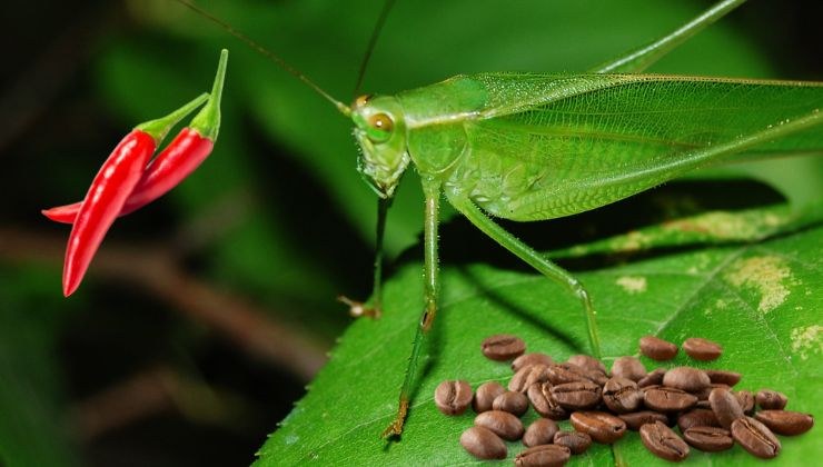 Rimedio semplice per infestazione di grilli