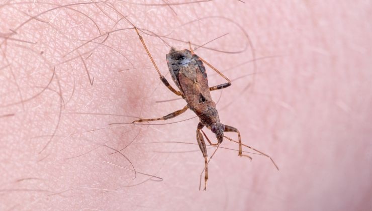 Attenzione al bacio della cimice-pericolosissimo