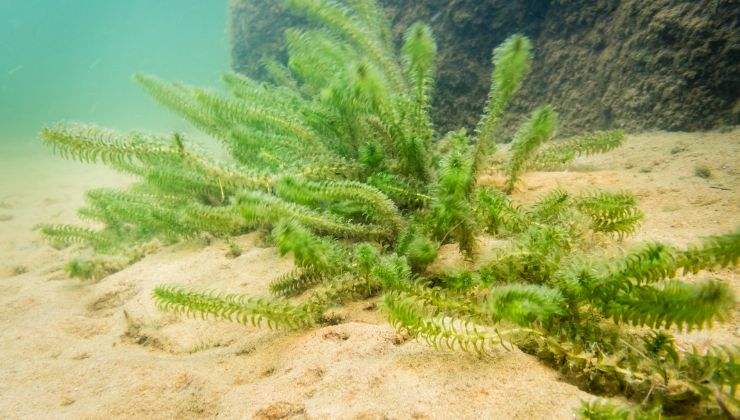 I laghi italiani sono infestati da una nuova malattia