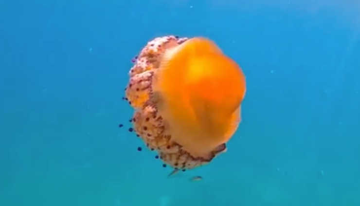 meduse e pericolosità, quali sono le specie dei nostri mari