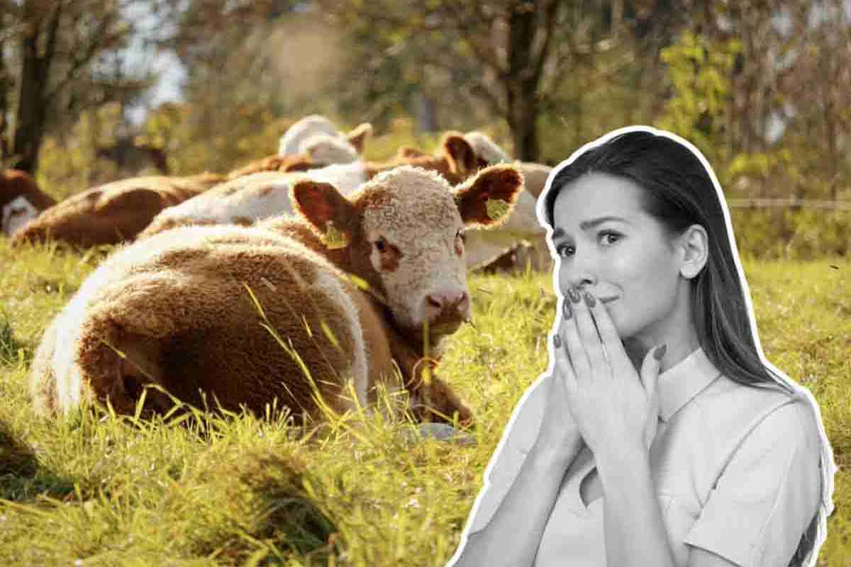 Mucca fugge dal mattatoio