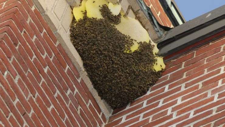 Ecco le caratteristiche di api-bombi-vespe-calabroni 