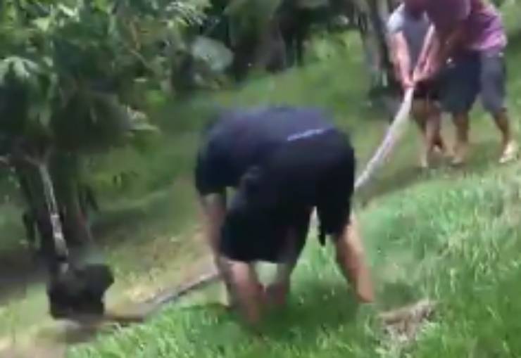 Cane lotta anaconda