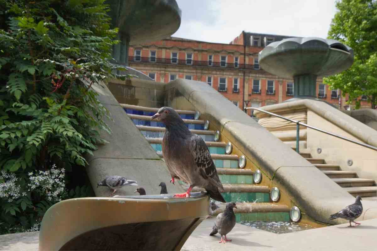 I piccioni sporcano i balconi con il loro sterco come pulire in modo naturale