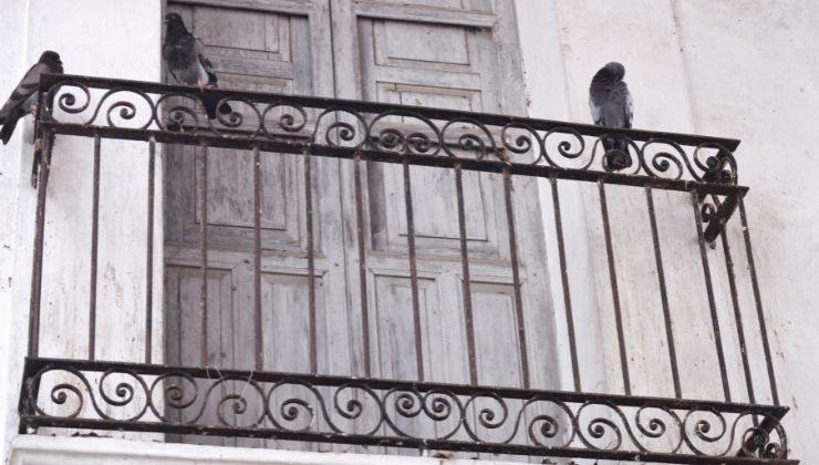 Ecco il metodo naturale per pulire il guano dei piccioni
